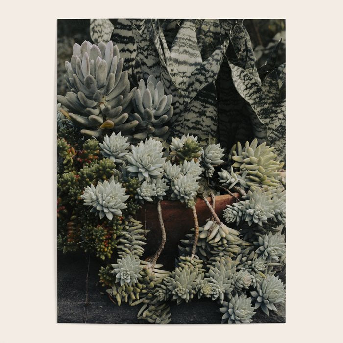 succulent plant poster Moody Succulent x houseplant leaf photograph Poster – Society6
