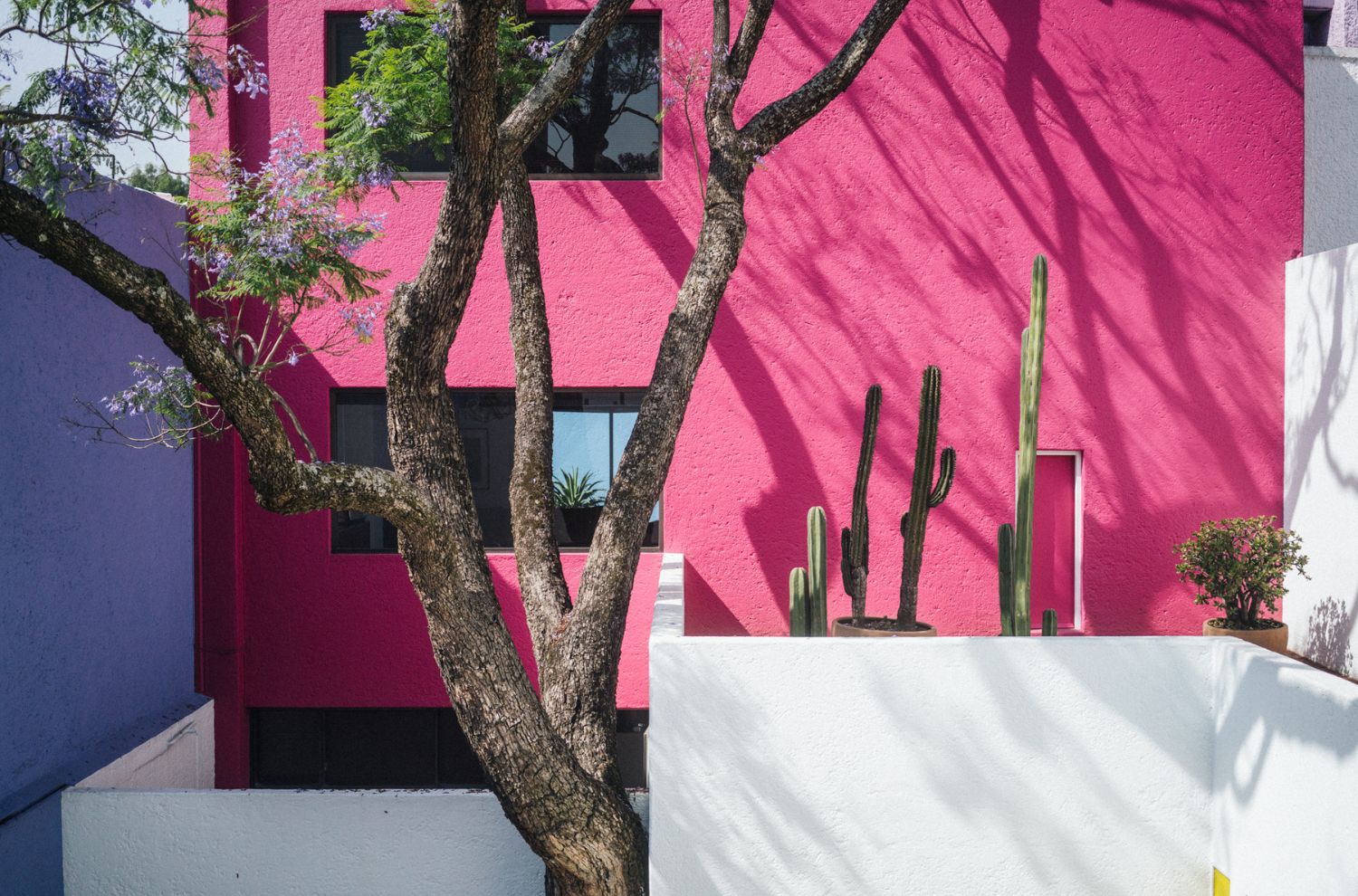 A tree in front of a pink wall