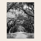 Spanish Moss on Southern Live Oak Trees black and white photograph / black and white art photography Poster Gallery Image 4