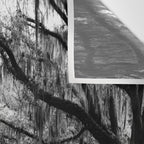 Spanish Moss on Southern Live Oak Trees black and white photograph / black and white art photography Wall Tapestry Gallery Image 3