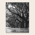 Spanish Moss on Southern Live Oak Trees black and white photograph / black and white art photography Notebook Gallery Image 4