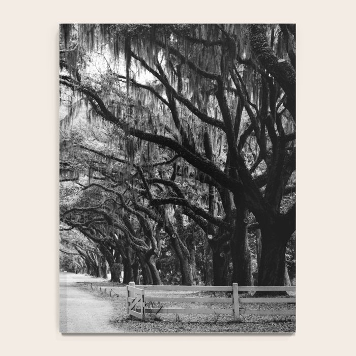 Spanish Moss on Southern Live Oak Trees black and white photograph / black and white art photography Notebook Gallery Image 4