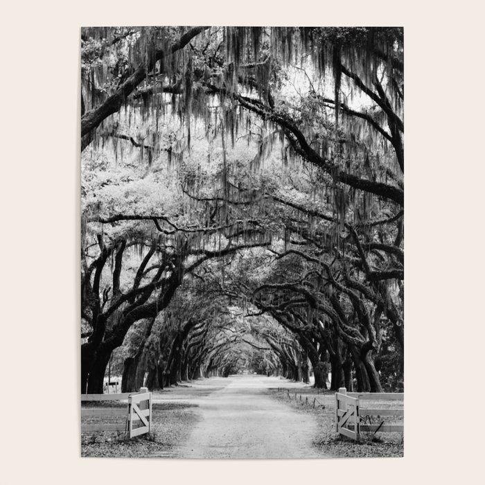 Spanish Moss on Southern Live Oak Trees black and white photograph / black and white art photography Poster Gallery Image 1