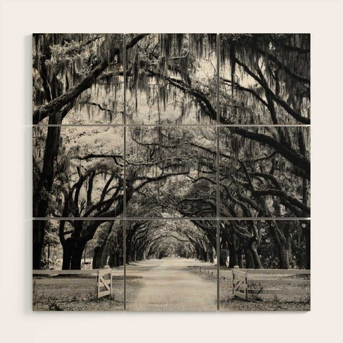 Spanish Moss on Southern Live Oak Trees black and white photograph / black and white art photography Wood Wall Art Gallery Image 1
