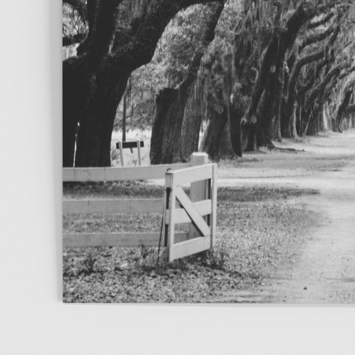 Spanish Moss on Southern Live Oak Trees black and white photograph / black and white art photography Poster Gallery Image 3