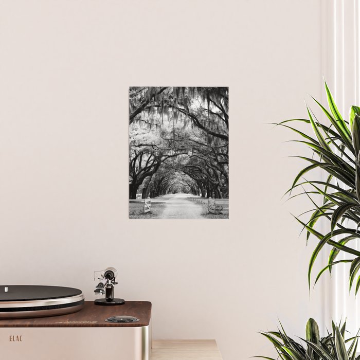 Spanish Moss on Southern Live Oak Trees black and white photograph / black and white art photography Poster Gallery Image 2
