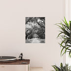 Spanish Moss on Southern Live Oak Trees black and white photograph / black and white art photography Poster Gallery Image 2