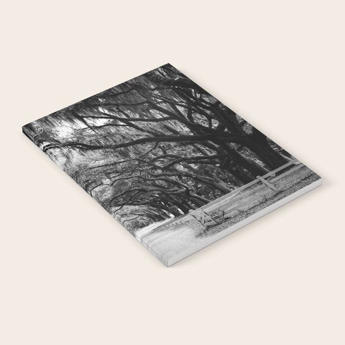 Spanish Moss on Southern Live Oak Trees black and white photograph / black and white art photography Notebook Gallery Image 2