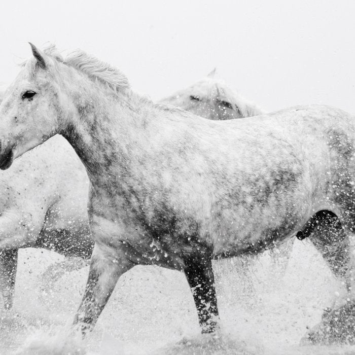 Wild Horses - Black and White Photography Coffee Mug Gallery Image 2