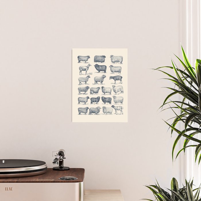 Types of Sheep Poster Gallery Image 2