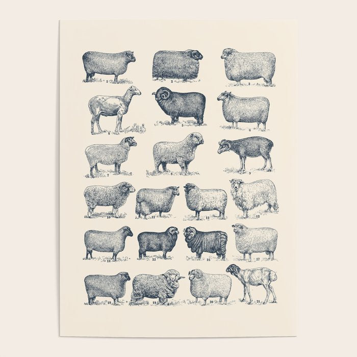 Types of Sheep Poster Gallery Image 1