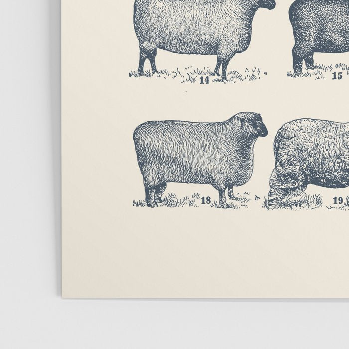 Types of Sheep Poster Gallery Image 3