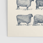 Types of Sheep Poster Gallery Image 3