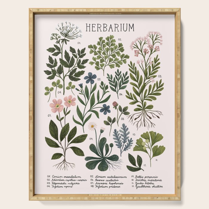 Herbarium ~ vintage inspired botanical art print ~ white Serving Tray Gallery Image 1
