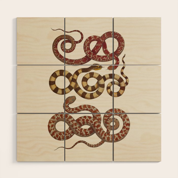 Albertus Seba A detailed description of the richest treasure of natural things Wood Wall Art Gallery Image 1