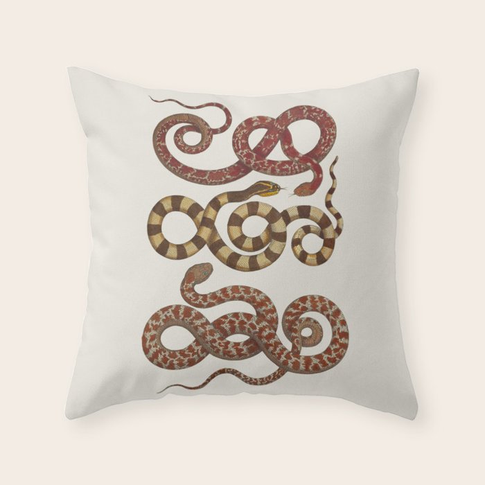 Albertus Seba A detailed description of the richest treasure of natural things Throw Pillow Gallery Image 6