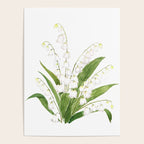 white lily of valley Poster Gallery Image 4