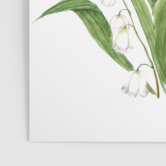 white lily of valley Poster Gallery Image 3