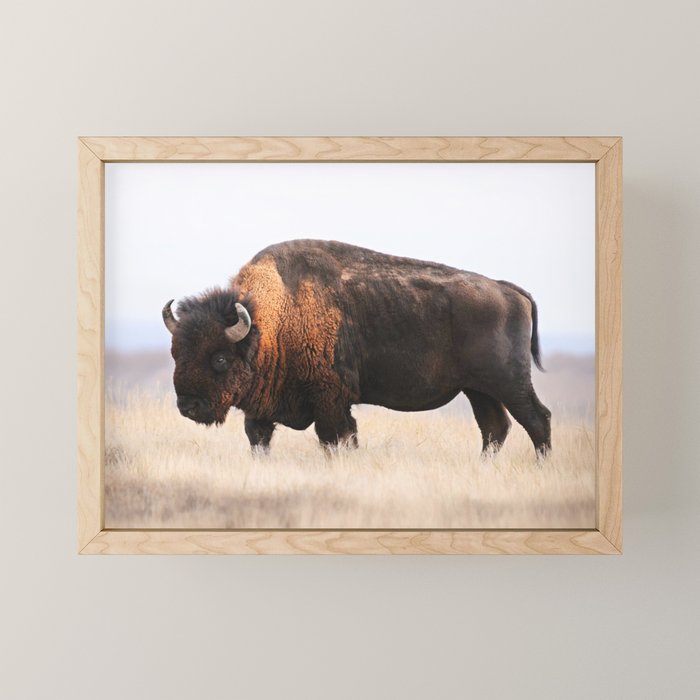 Bison Whisper Mini Art Print Gallery Image 1