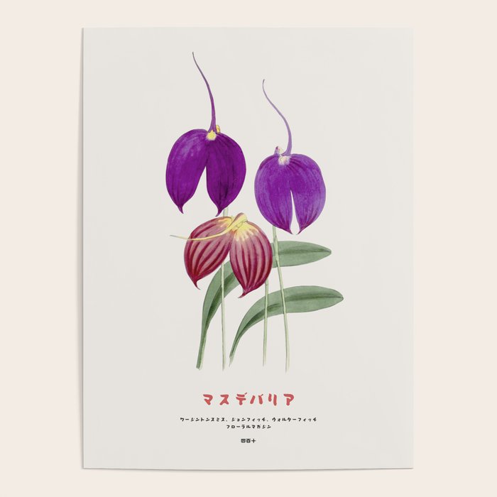 Vintage Masdevallia Flowers Poster Gallery Image 4