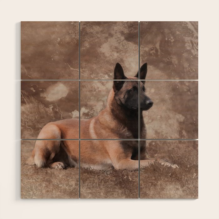 Malinois  Belgian shepherd - Mechelaar Wood Wall Art Gallery Image 1