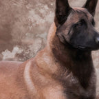 Malinois  Belgian shepherd - Mechelaar Coffee Mug Gallery Image 2