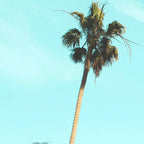 Palm Trees II Coffee Mug Gallery Image 2