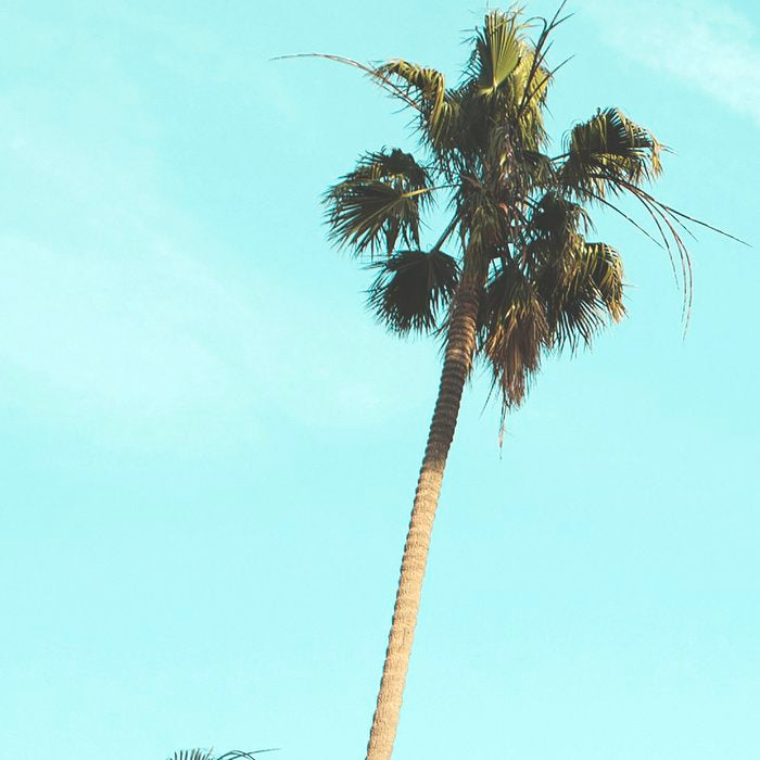 Palm Trees II Coffee Mug Gallery Image 2