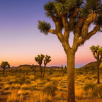 Twilight and half moon at Joshua Tree National Park, California Desert color photographic art print Coffee Mug Gallery Image 2