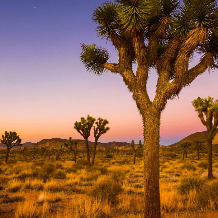 Twilight and half moon at Joshua Tree National Park, California Desert color photographic art print Coffee Mug Gallery Image 2