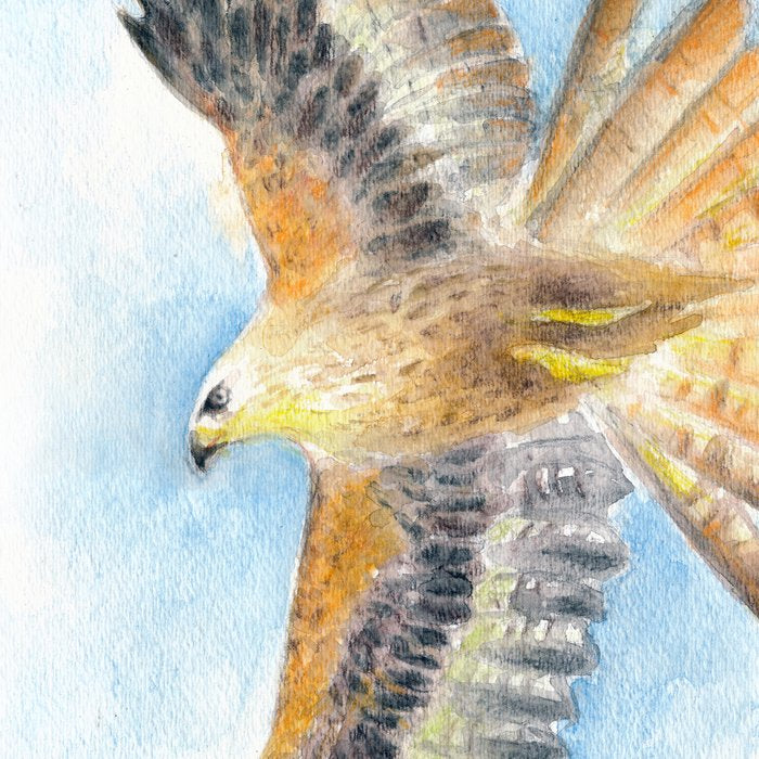 Red Tail Hawk Coffee Mug Gallery Image 2