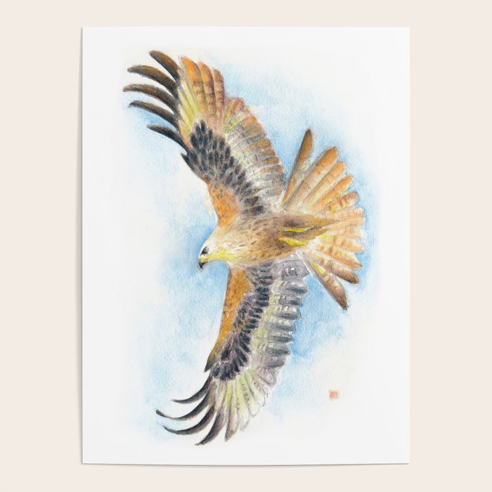 Red Tail Hawk Poster Gallery Image 4