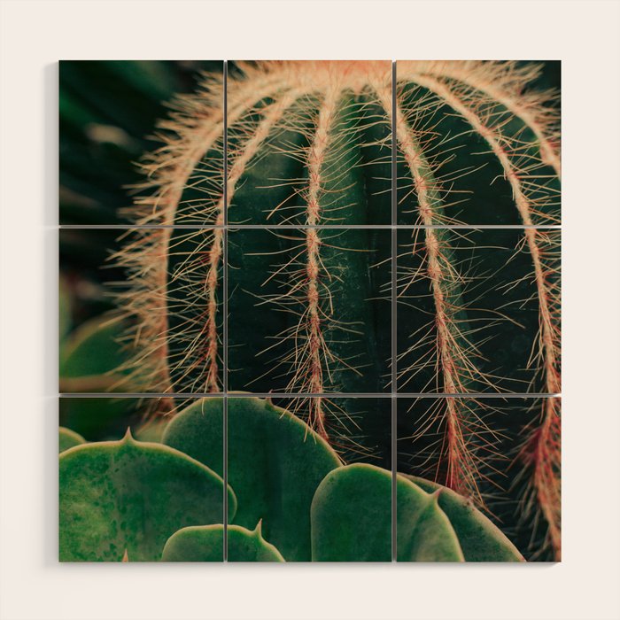 Cactus Study Wood Wall Art Gallery Image 1