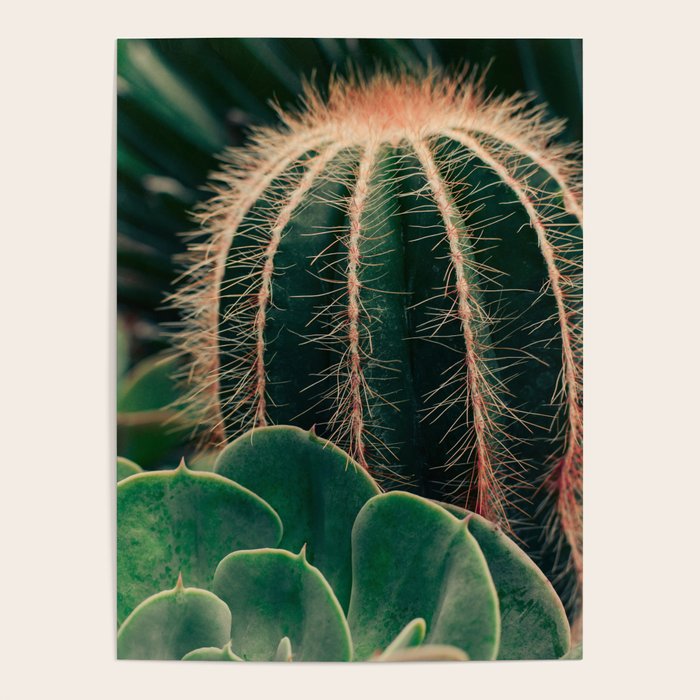 Cactus Study Poster Gallery Image 1