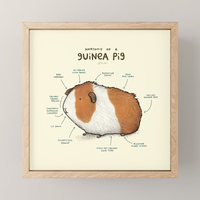 Anatomy of a Guinea Pig Mini Art Print Gallery Image 1