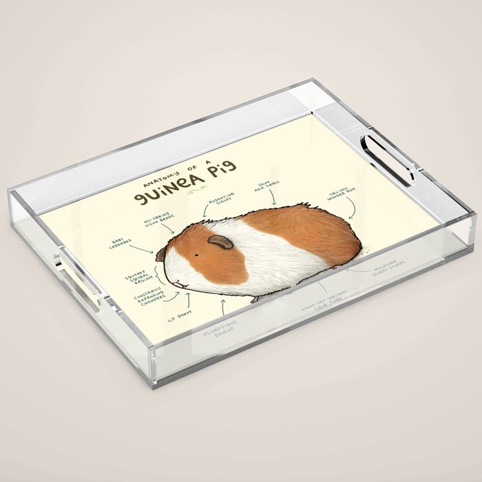 Anatomy of a Guinea Pig Acrylic Tray Gallery Image 1