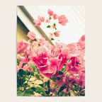 Bougainvillea 1 Poster Gallery Image 4
