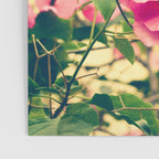 Bougainvillea 1 Poster Gallery Image 3