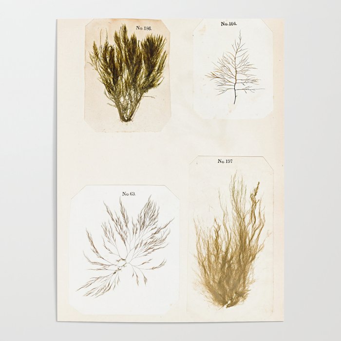 Specimens from "Algology: Algae and Corallines from the Bay & Harbor of New York," 1850 Poster Gallery Image 4