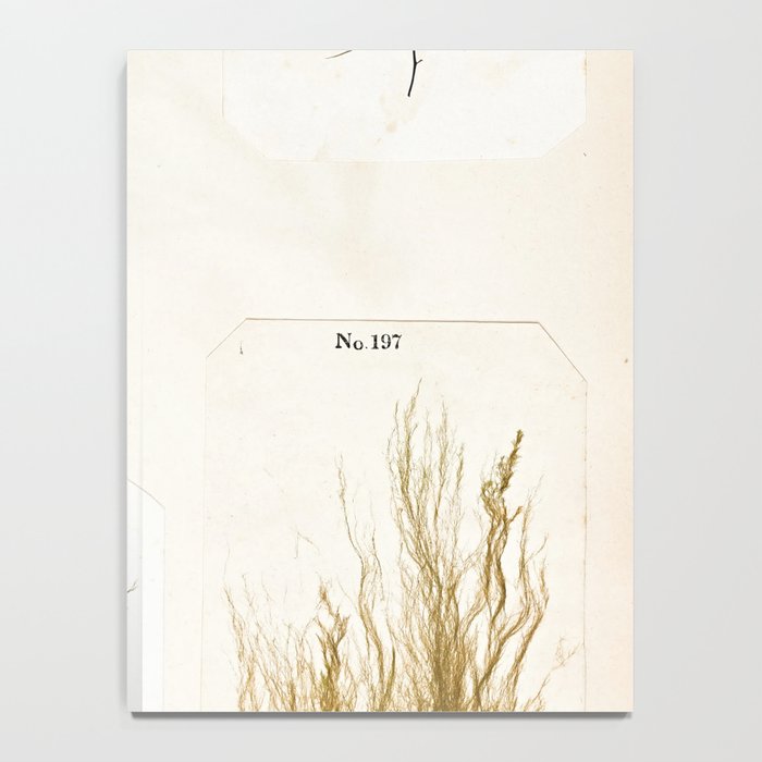 Specimens from "Algology: Algae and Corallines from the Bay & Harbor of New York," 1850 Notebook Gallery Image 4