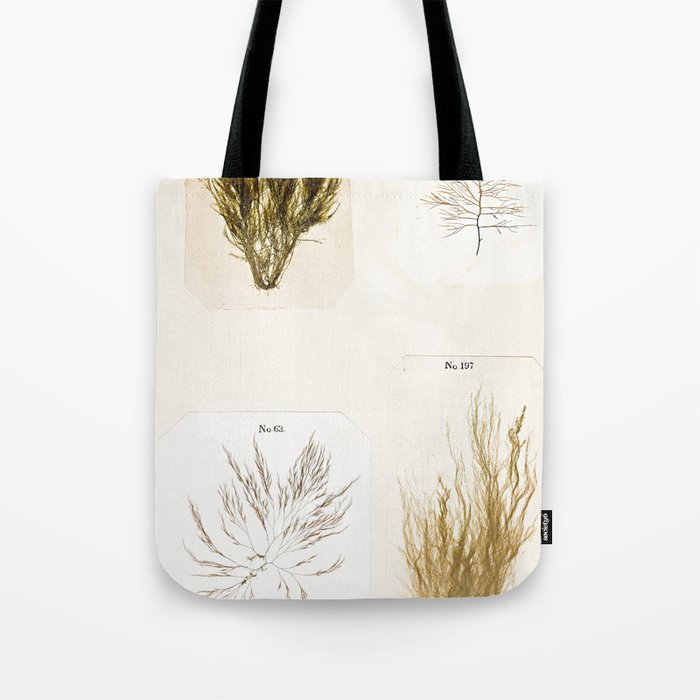 Specimens from "Algology: Algae and Corallines from the Bay & Harbor of New York," 1850 Tote Bag Gallery Image 1