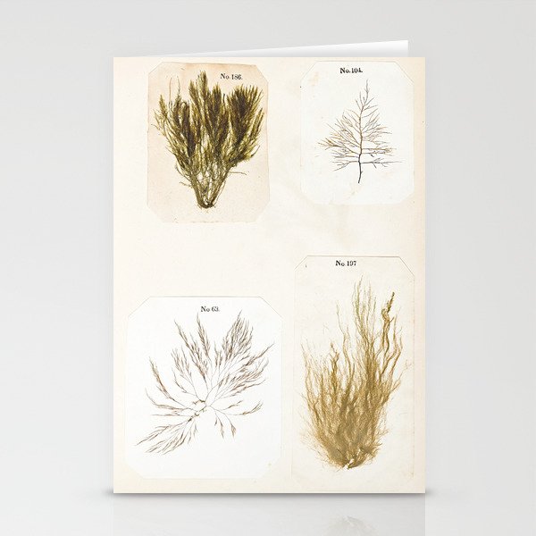 Specimens from "Algology: Algae and Corallines from the Bay & Harbor of New York," 1850 Stationery Card Gallery Image 2