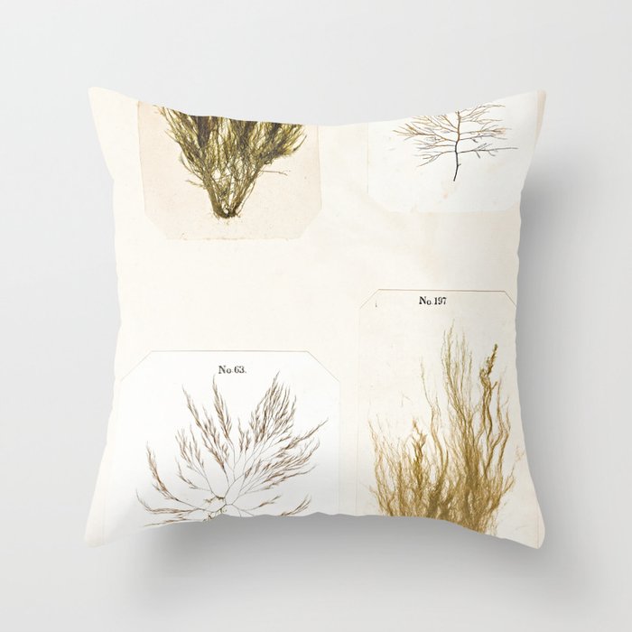 Specimens from "Algology: Algae and Corallines from the Bay & Harbor of New York," 1850 Throw Pillow Gallery Image 6
