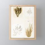 Specimens from "Algology: Algae and Corallines from the Bay & Harbor of New York," 1850 Mini Art Print Gallery Image 1