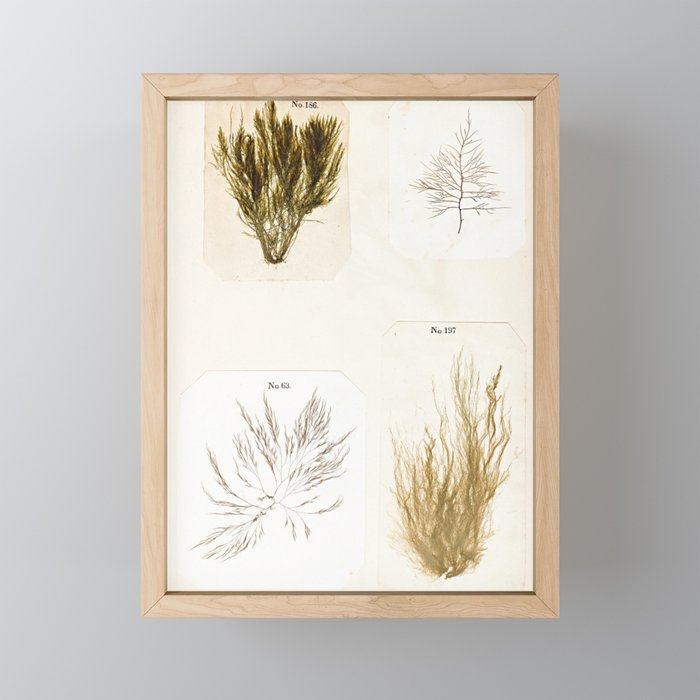Specimens from "Algology: Algae and Corallines from the Bay & Harbor of New York," 1850 Mini Art Print Gallery Image 1