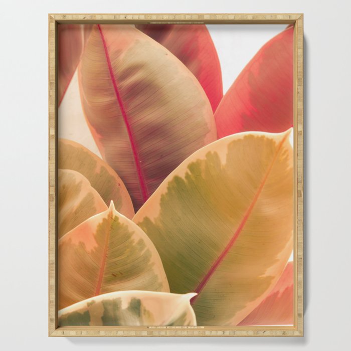 Beautiful Leaves II  botanical rubber plant leaf photograph Serving Tray Gallery Image 1