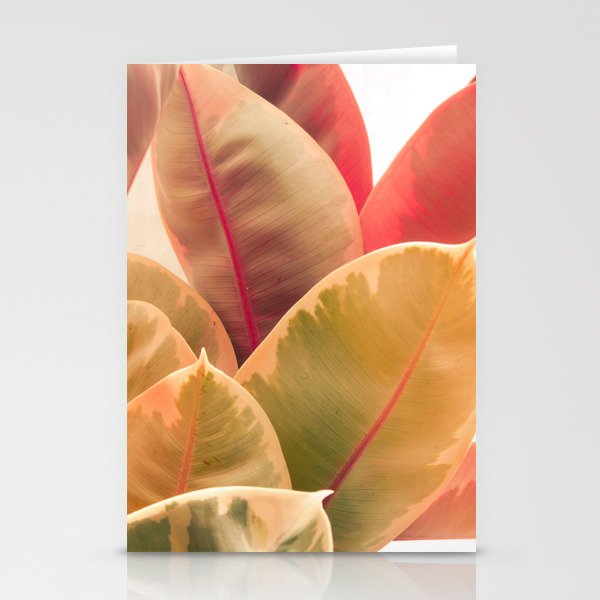Beautiful Leaves II  botanical rubber plant leaf photograph Stationery Card Gallery Image 2