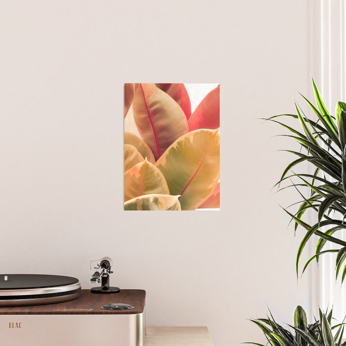 Beautiful Leaves II  botanical rubber plant leaf photograph Poster Gallery Image 2