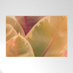 Beautiful Leaves II  botanical rubber plant leaf photograph Welcome Mat Gallery Image 1