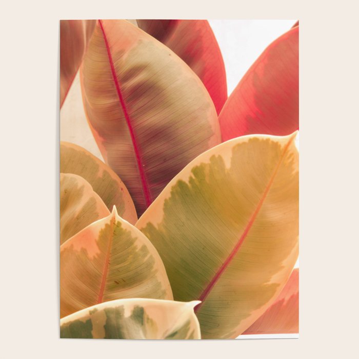 Beautiful Leaves II  botanical rubber plant leaf photograph Poster Gallery Image 4